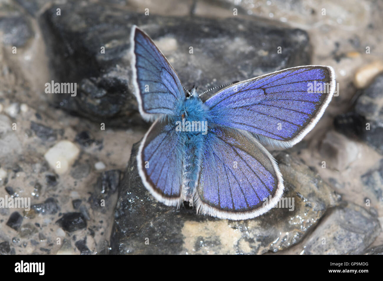 Chapman's Blue (Polyommatus thersites) butterfly Stock Photo
