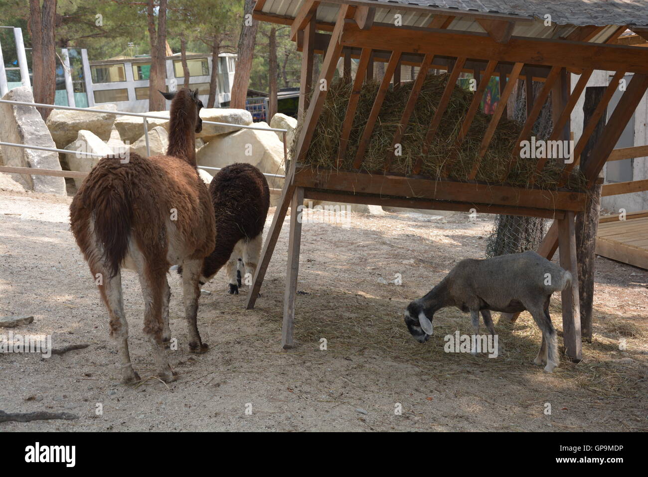 Animals and kinds hi-res stock photography and images - Alamy