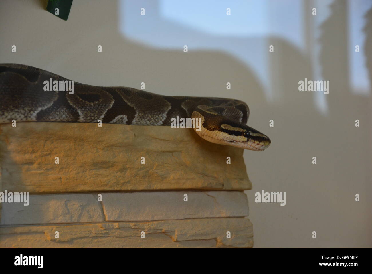 Ophidian hi-res stock photography and images - Alamy