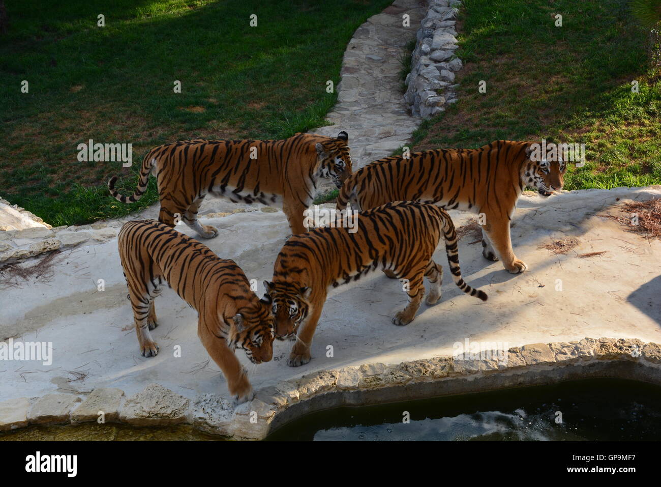 Group siberian tigers / Amur tigers (Panthera tigris altaica) playing inside zoo Stock Photo Alamy