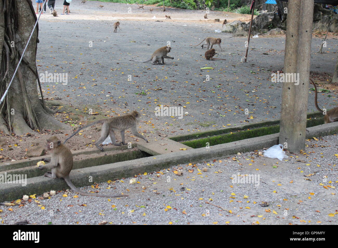 Animals flora fauna hi-res stock photography and images - Alamy