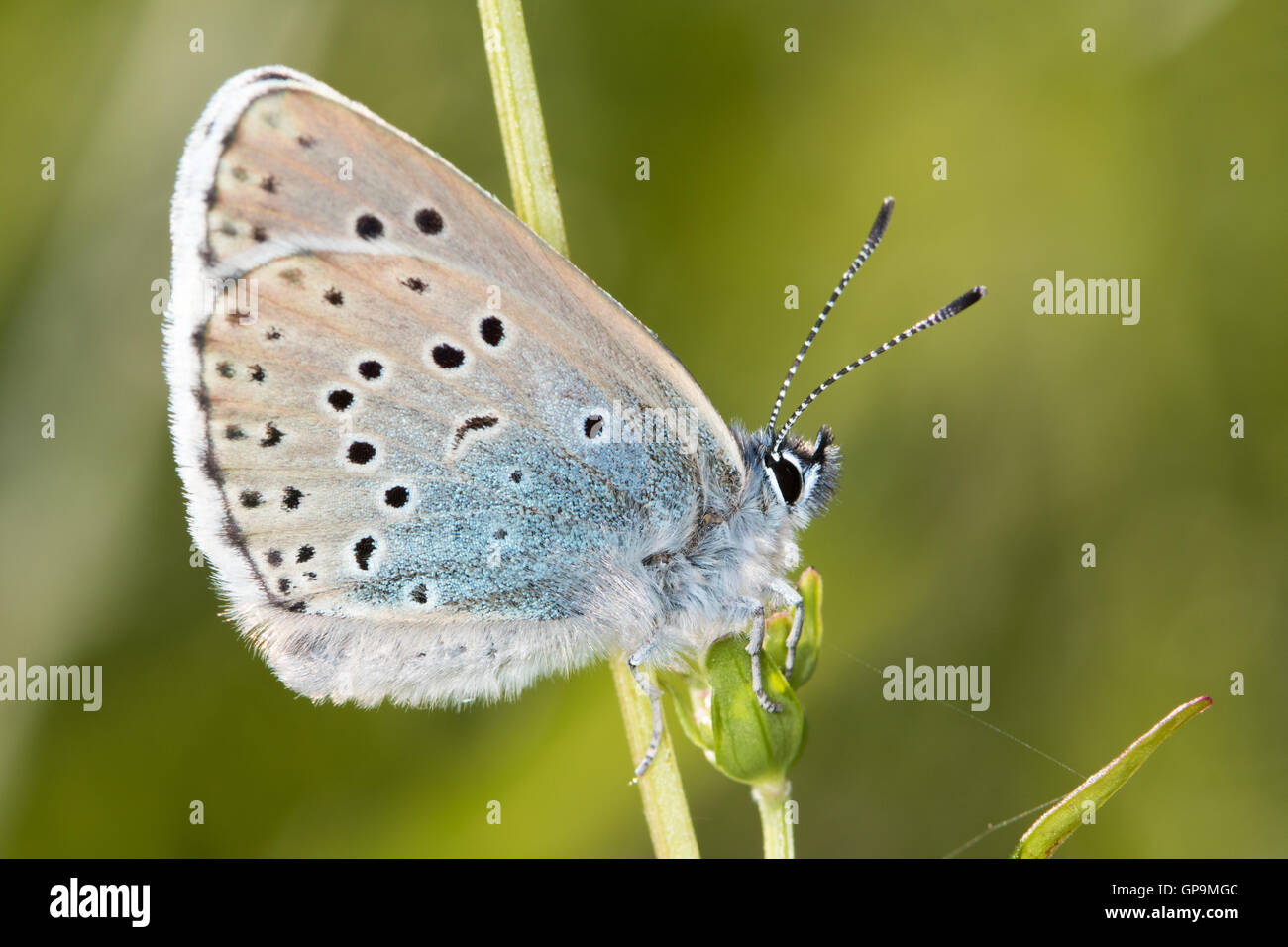 Large Blue (Phengaris arion) butterfly Stock Photo