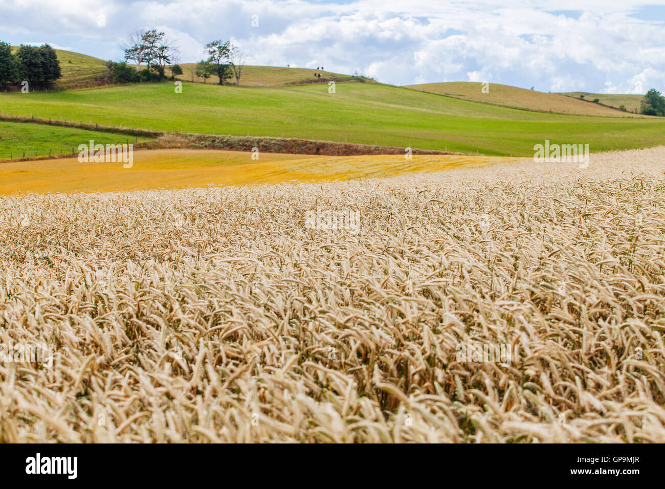 A view of the Skåne landscape and its wheat fields Stock Photo