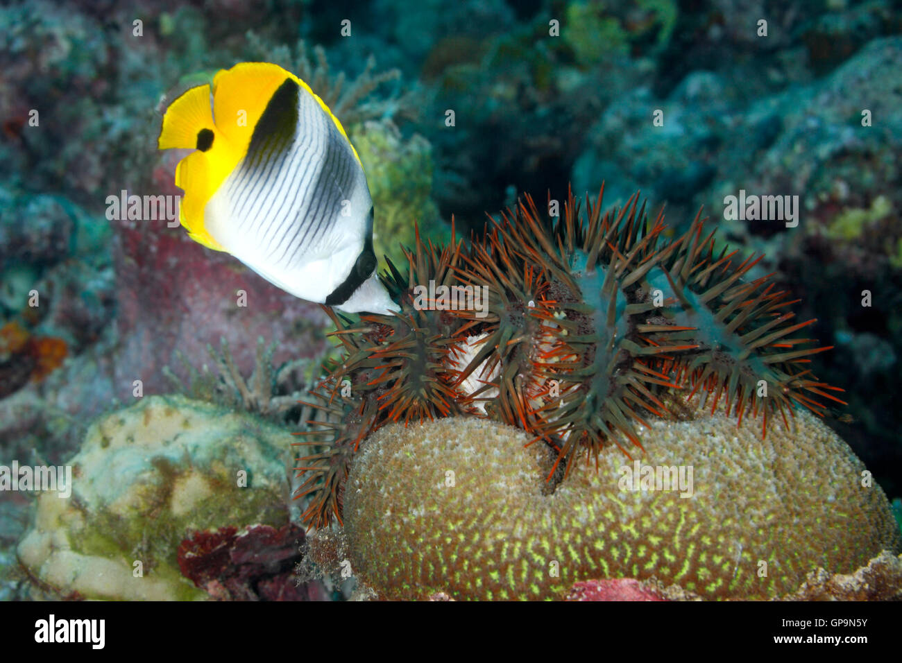 Crown of Thorns Starfish, Acanthaster planci, eating coral and being attacked by a  Butterflyfish. Stock Photo