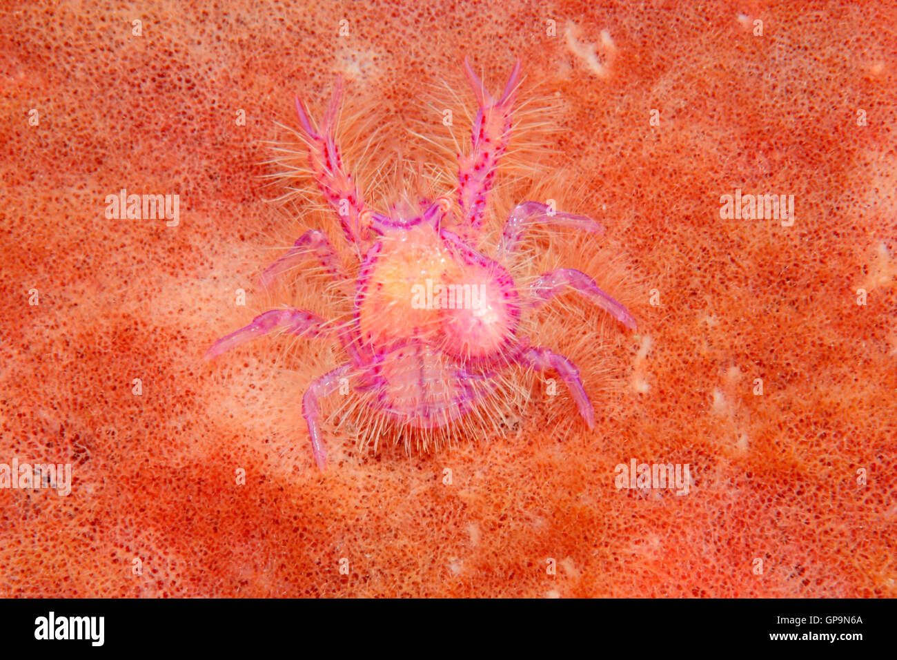 Hairy Squat Lobster, Lauriea siagiani, with an attached unidentified parasite and eggs.Tulamben, Bali, Indonesia. Stock Photo