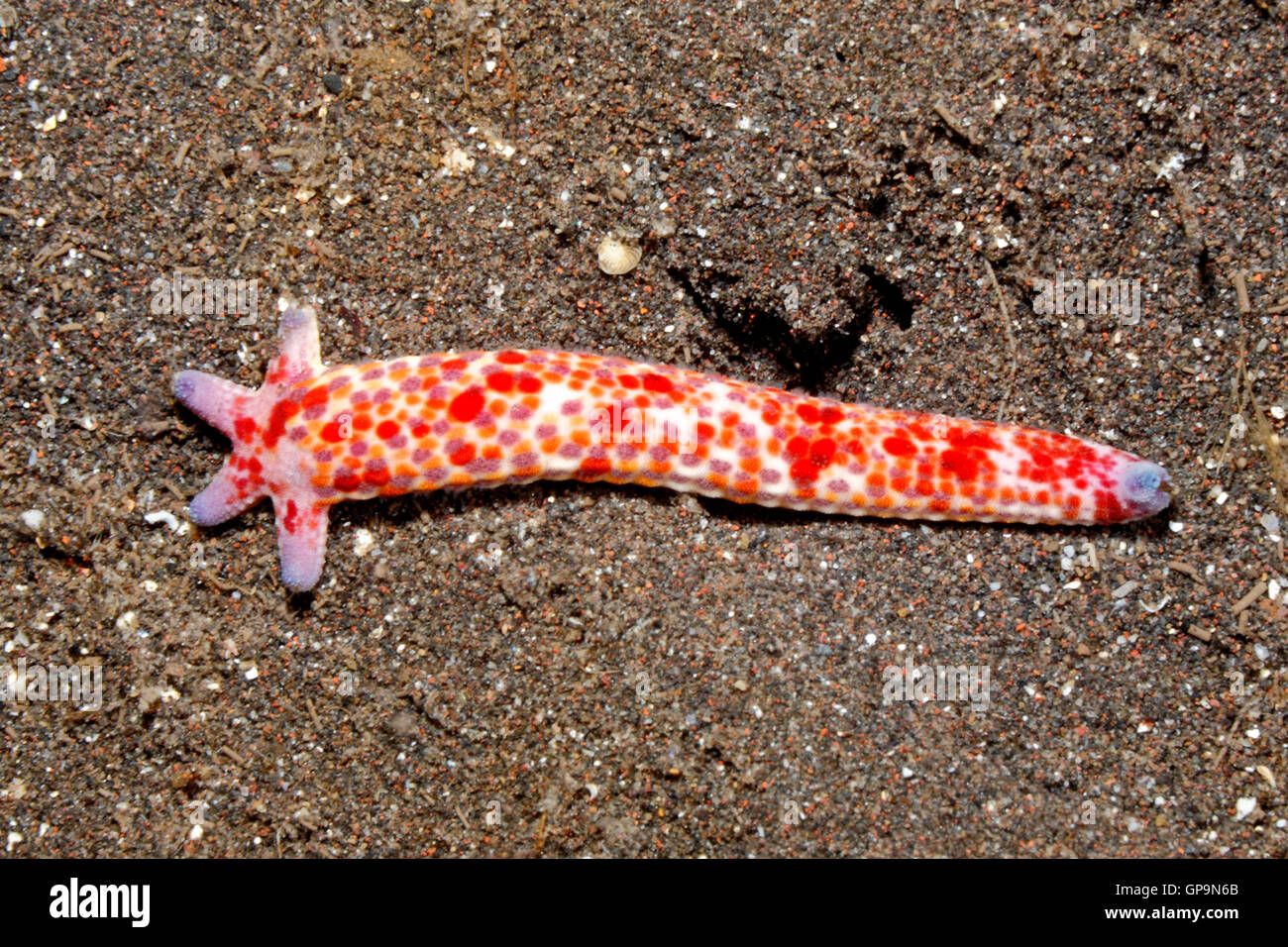 Comet Sea Star, Linckia multifora, showing a five arm regeneration growing from the stump of a 'parent' arm. Please see below for more information. Stock Photo