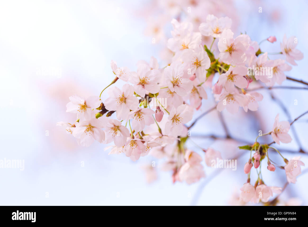 Cherry blossom soft focus hi-res stock photography and images - Alamy