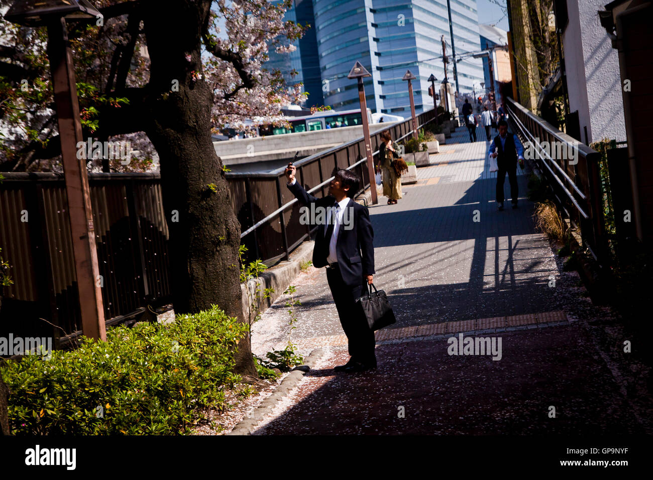 A man takes photos of cherry blossom trees in Tokyo, Japan Stock Photo ...
