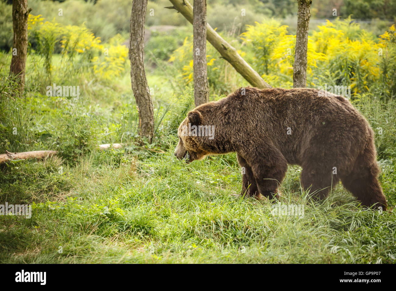 Wild Big Brown bear ( Ursus Arctos) in the summer forest Stock Photo ...