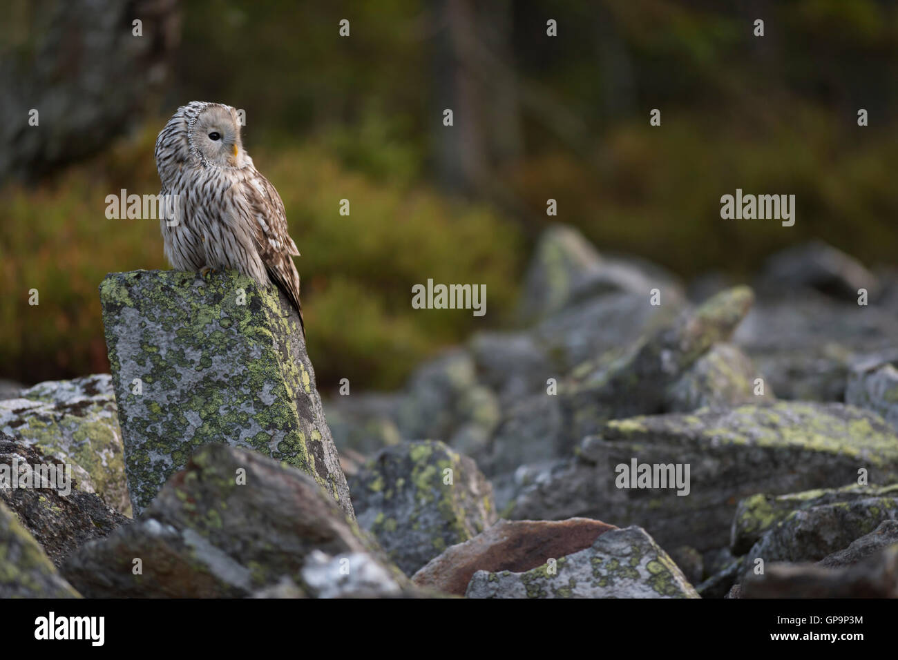 Ural Owl / Habichtskauz ( Strix uralensis ) perched on a rock, at daybreak, beautiful colours, natural boreal surrounding. Stock Photo