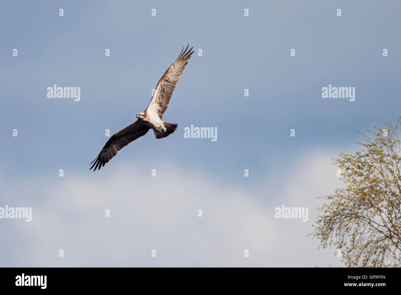 Western Osprey / Fischadler ( Pandion haliaetus ) in flight, against blue-white sky, natural environment, wildlife, Sweden. Stock Photo