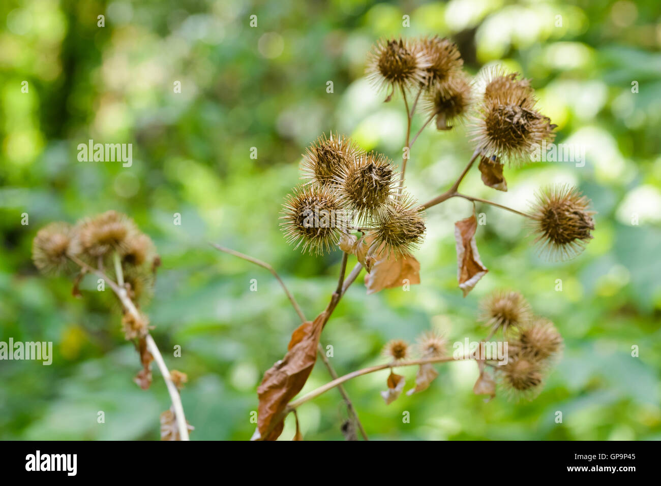 Dry arctium lappa, commonly called greater burdock, gobo, edible burdock, lappa, beggar's buttons, thorny burr, or happy major i Stock Photo