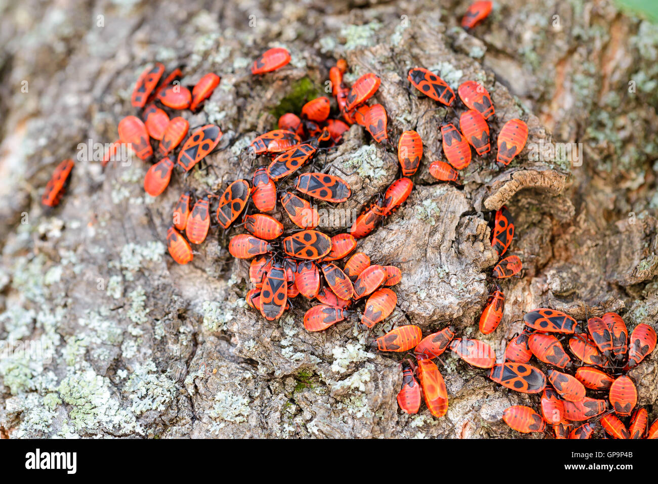 Colony of black and red Firebug or Pyrrhocoris apterus, adults and nymphs, on a tree trunk Stock Photo