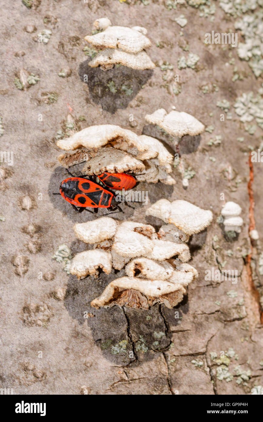 Two black and red Firebug or Pyrrhocoris apterus, adult and nymph ...