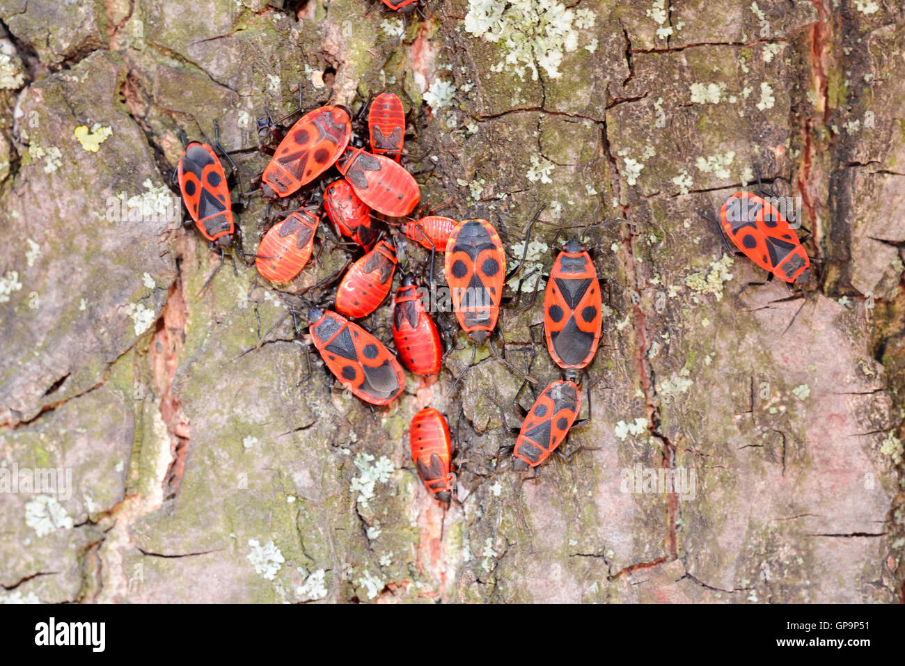 Colony of black and red Firebug or Pyrrhocoris apterus, adults and ...