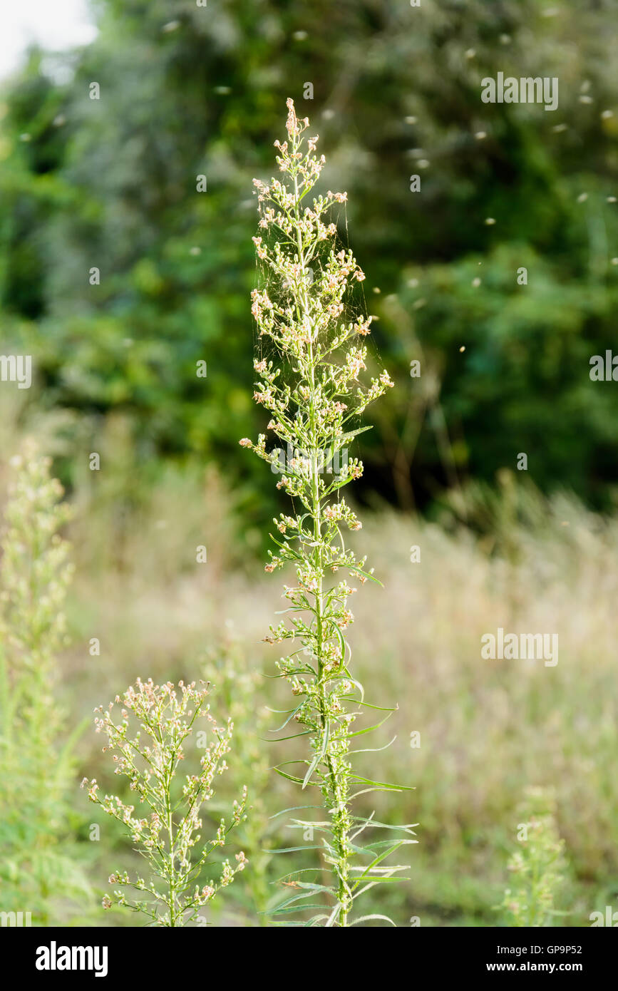 Erigeron canadensis plant also called horseweed, Canadian horseweed