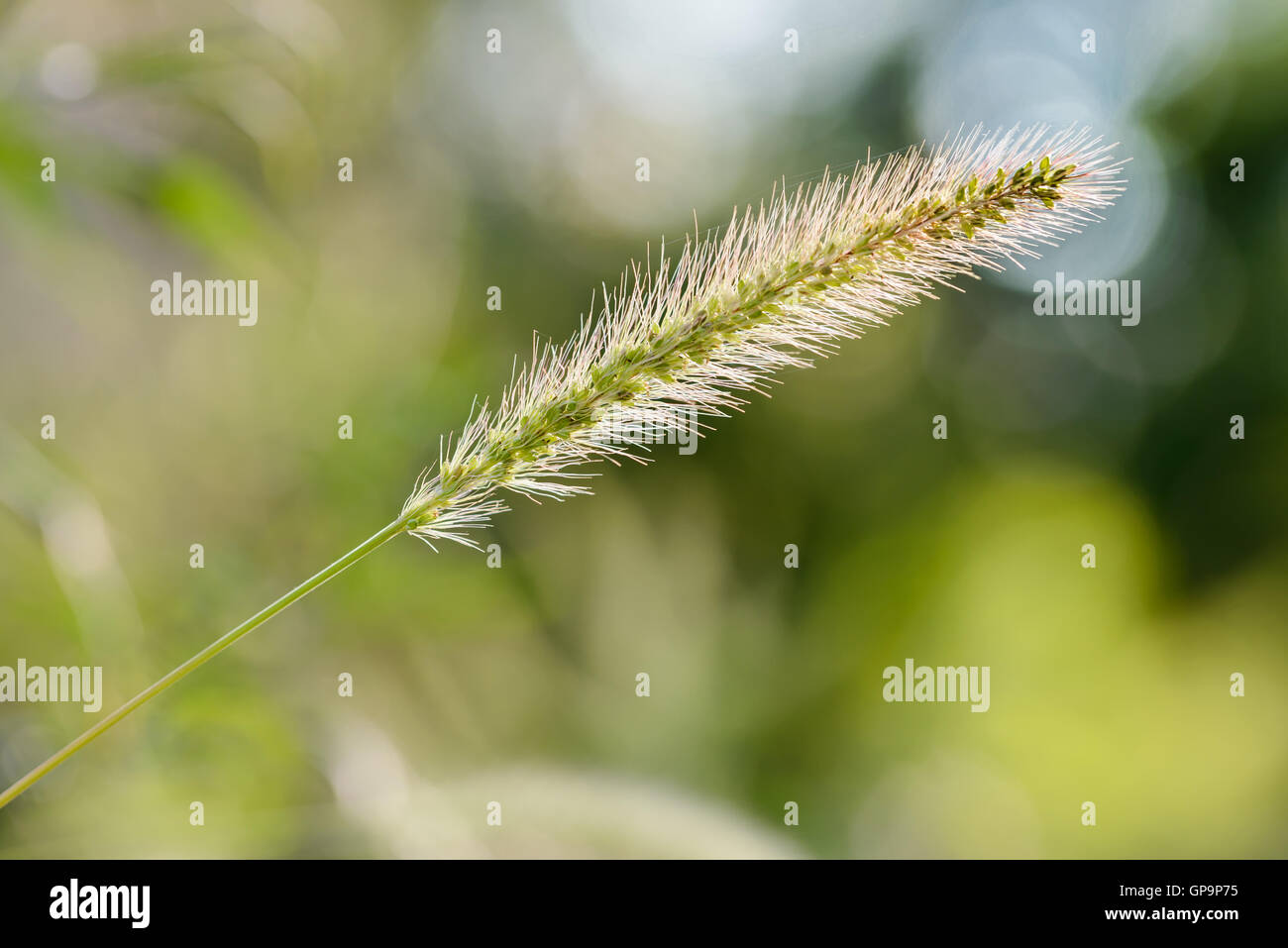 Setaria viridis, also known as foxtail or bristle grasses, growing in the meadow Stock Photo