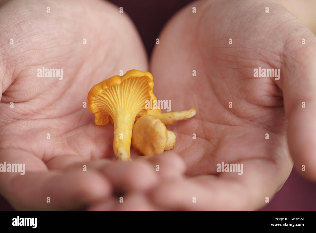 fresh chanterelle mushrooms in female teen hands Stock Photo Alamy