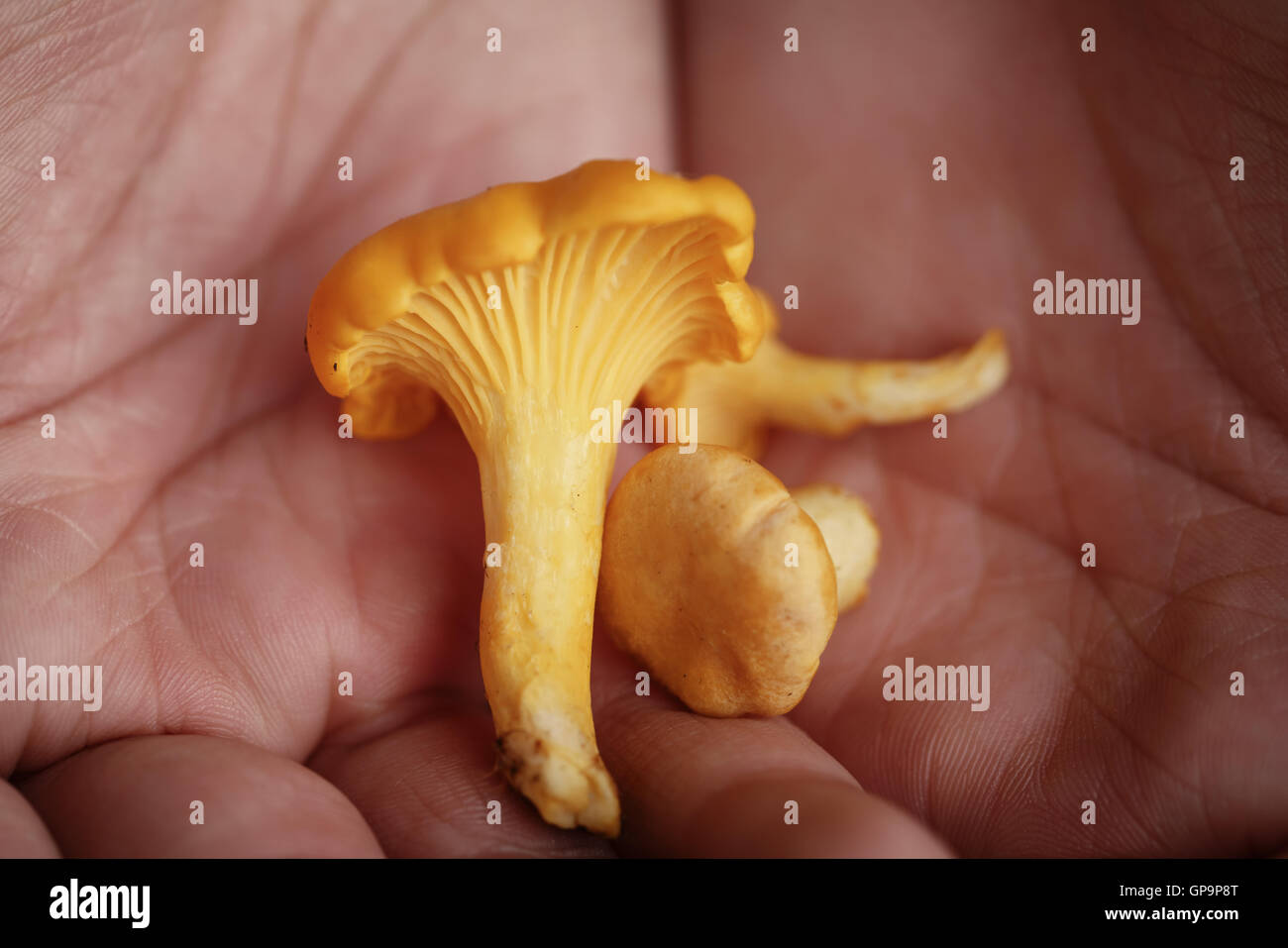 fresh chanterelle mushrooms in female teen hands Stock Photo Alamy
