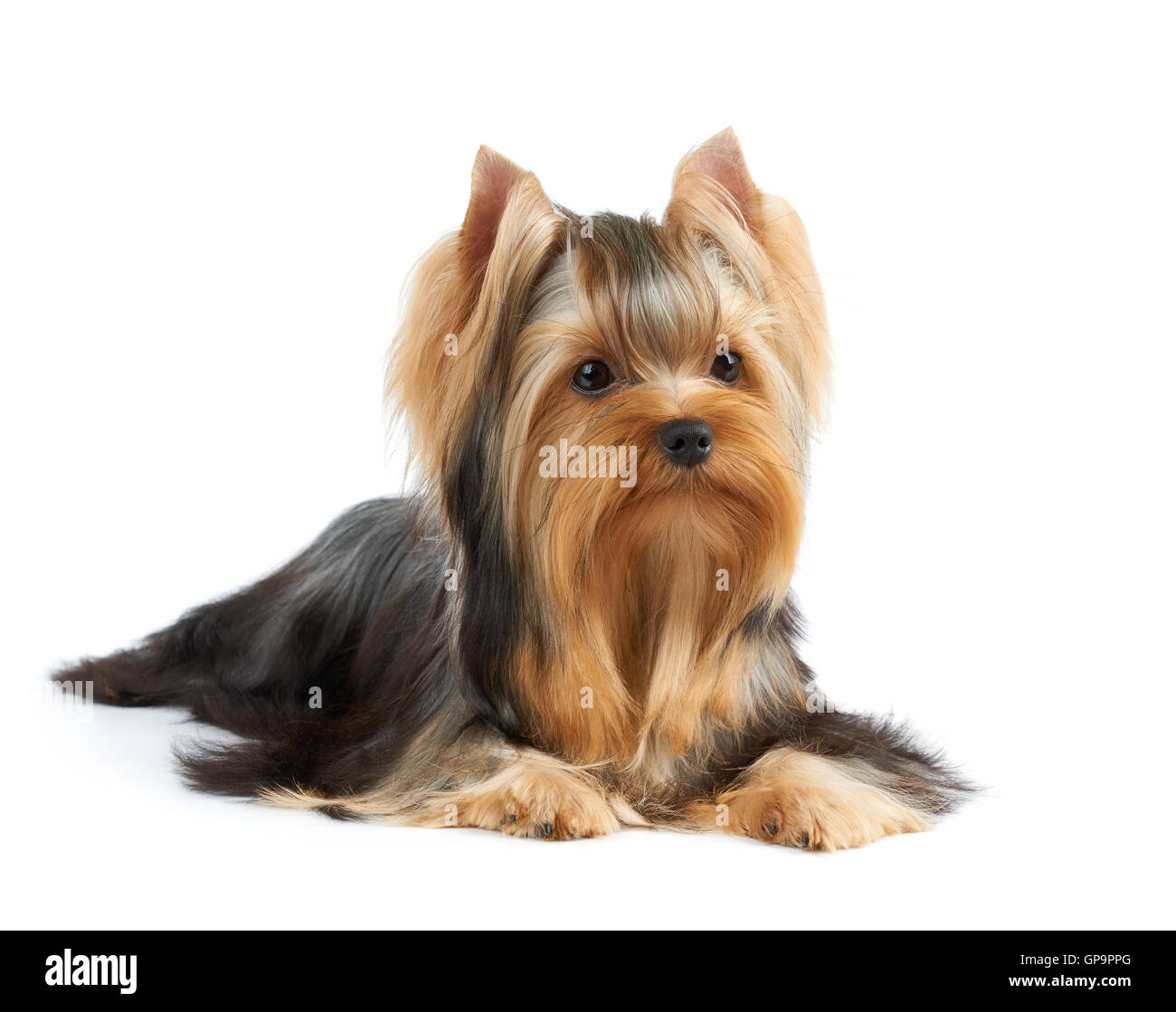 Long haired yorkie for sale online