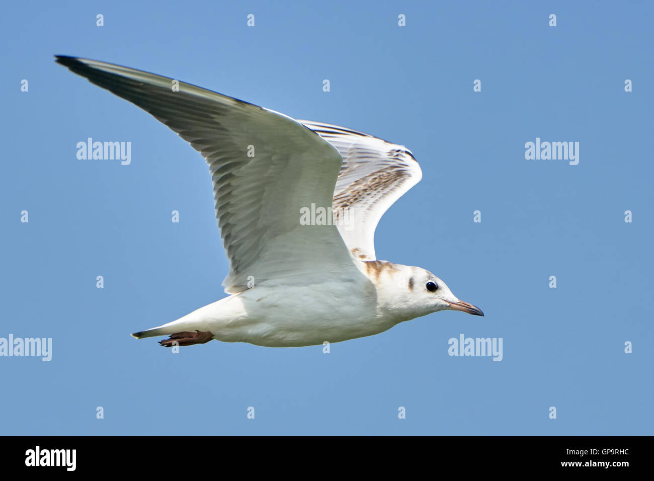White seagull in flight against a blue sky Stock Photo - Alamy