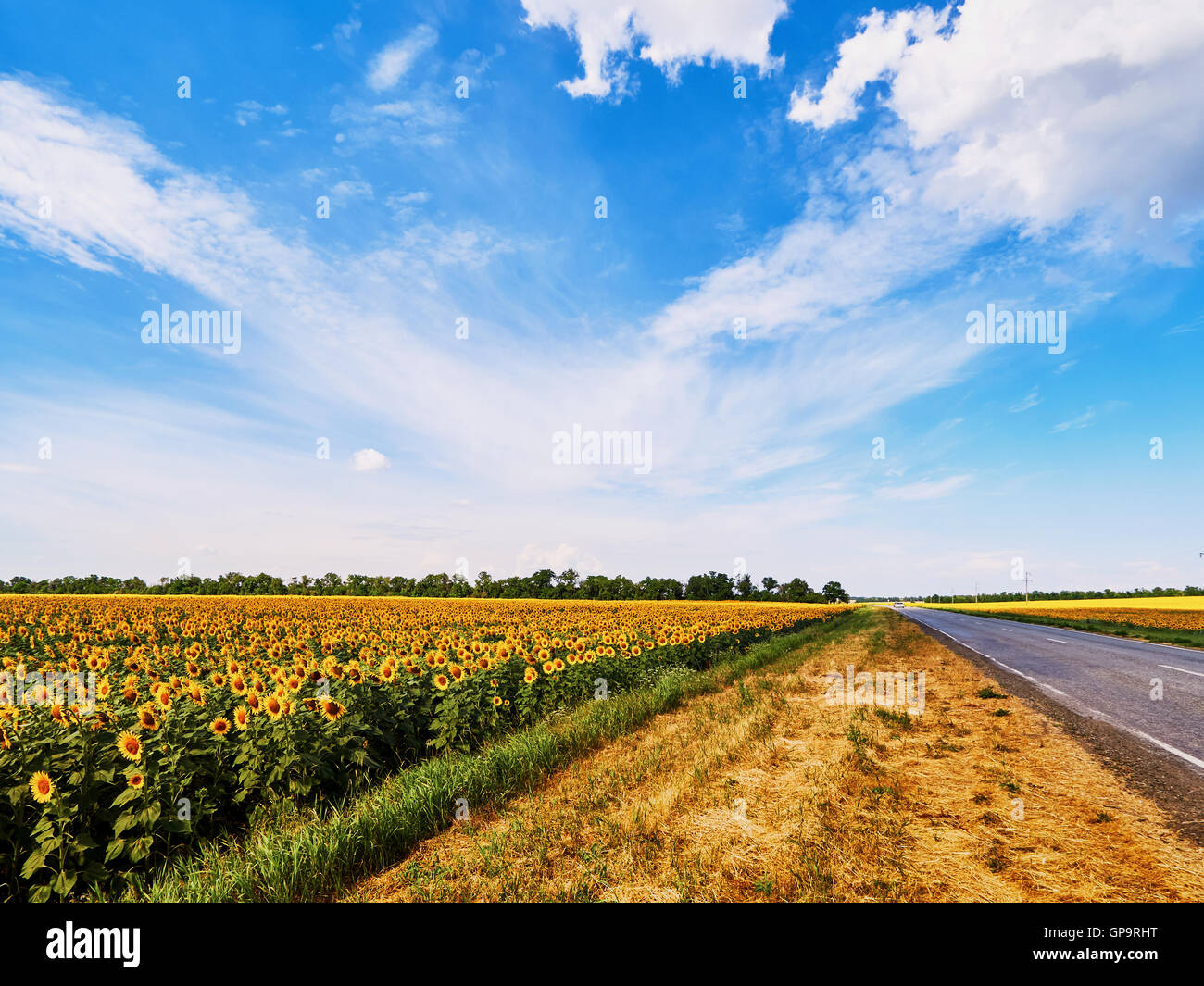 Fields of sunflowers under a blue sky Stock Photo - Alamy