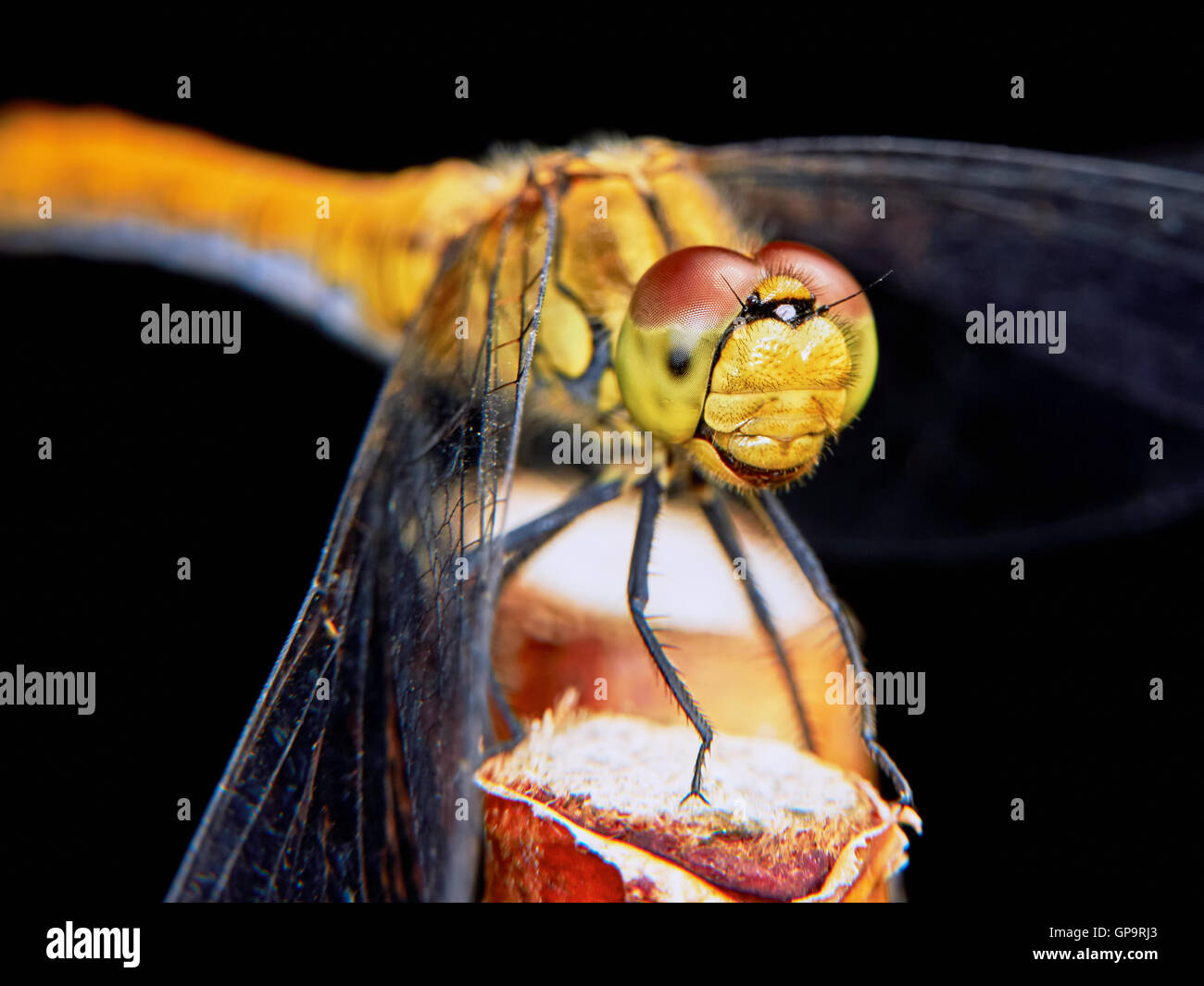 Dragonfly in the garden on a branch closeup Stock Photo - Alamy