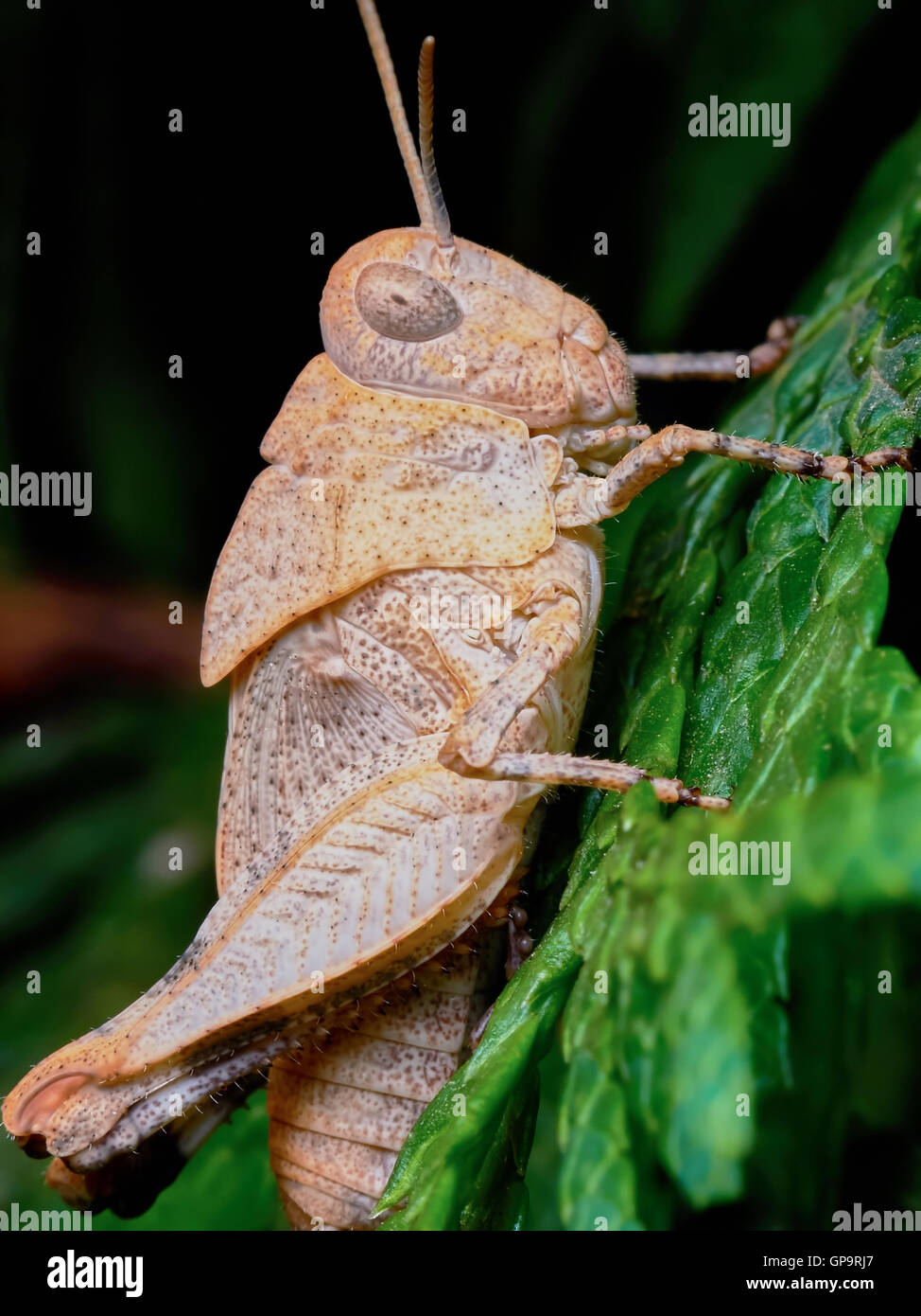 Little brown grasshopper on the branch of a juniper Stock Photo