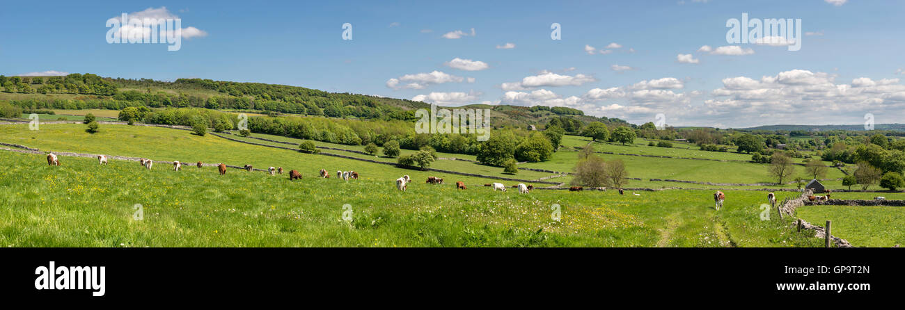 Panorama of the English countryside in early summer with cows grazing in lush green fields near Bakewell, England. Stock Photo