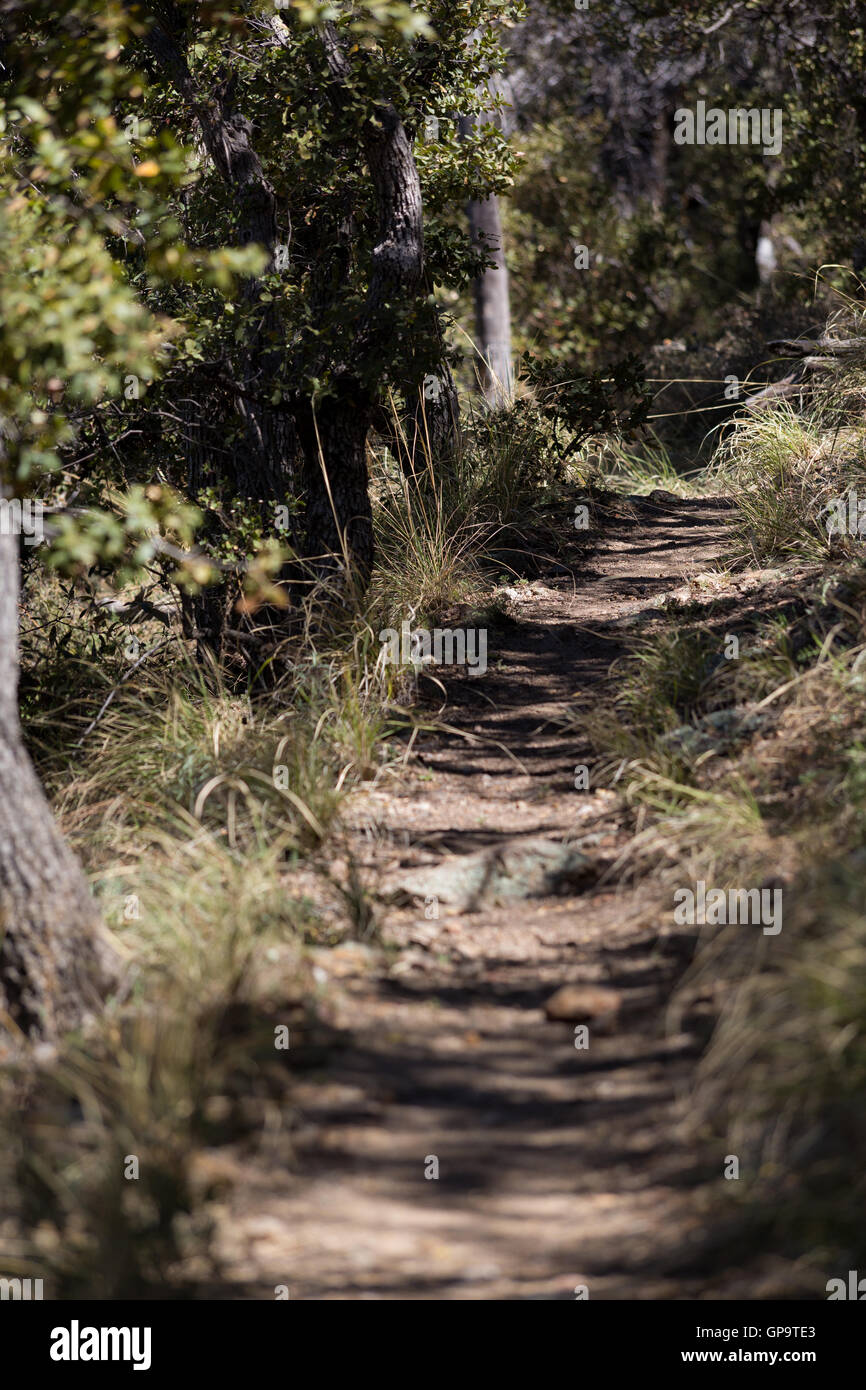 The Arizona Trail along the Oracle Ridge of the Santa Catalina ...