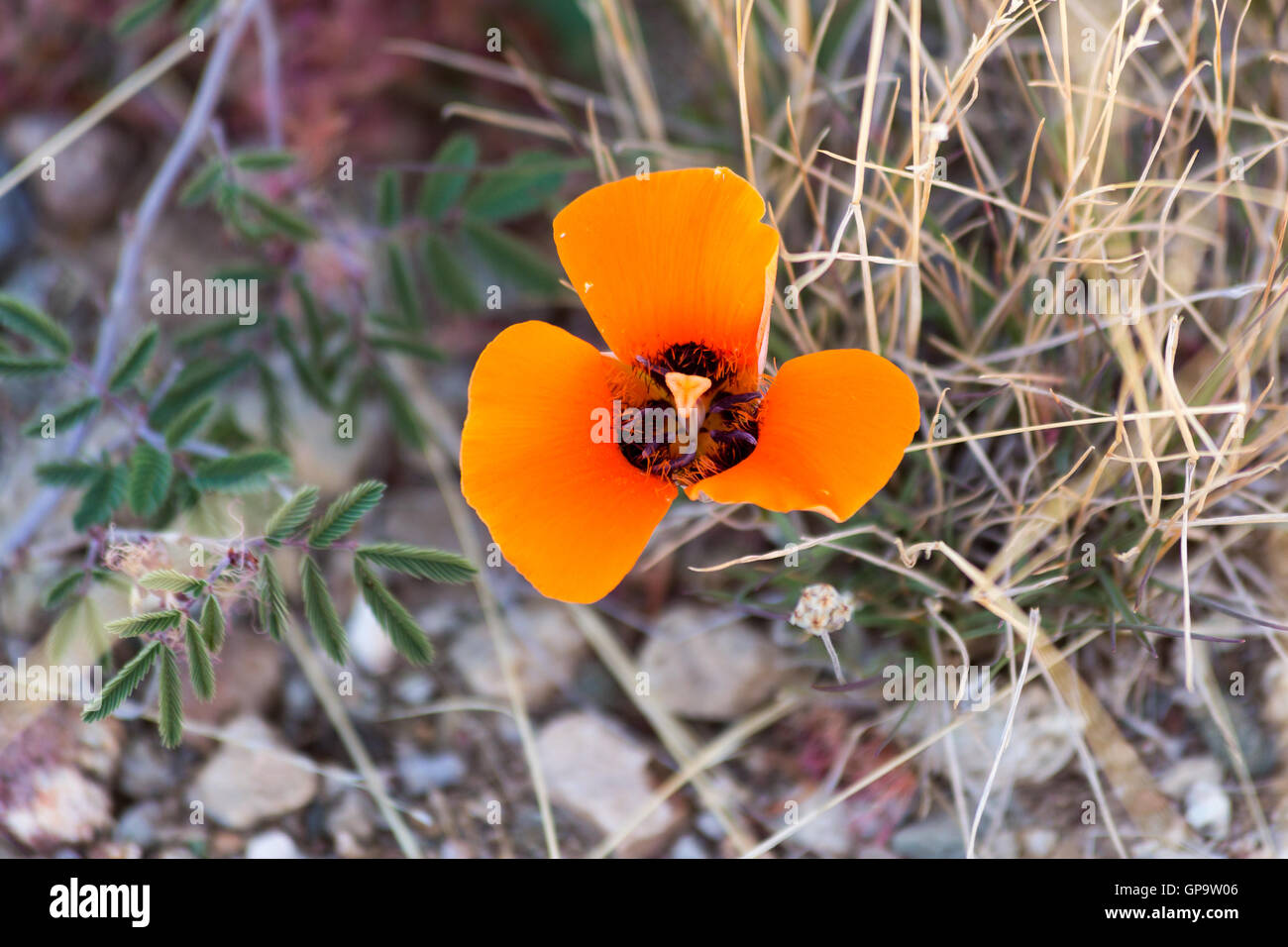 A desert mariposa lily growing along the Arizona Trail in the Sonoran Desert. Arizona Stock Photo