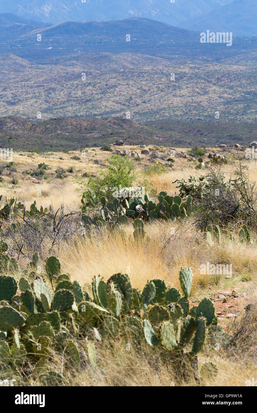 Prickly pear cactus growing in the Black Hills of Arizona north of the Rincon Mountains and the town of Oracle. Stock Photo