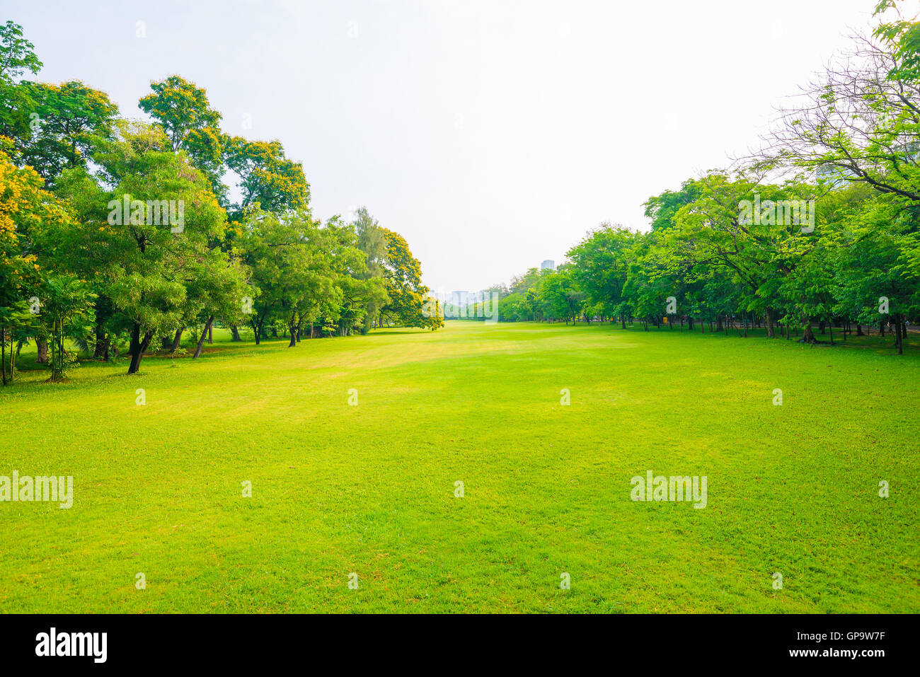 Trees in a park with green lawn, park under sunny light Stock Photo - Alamy
