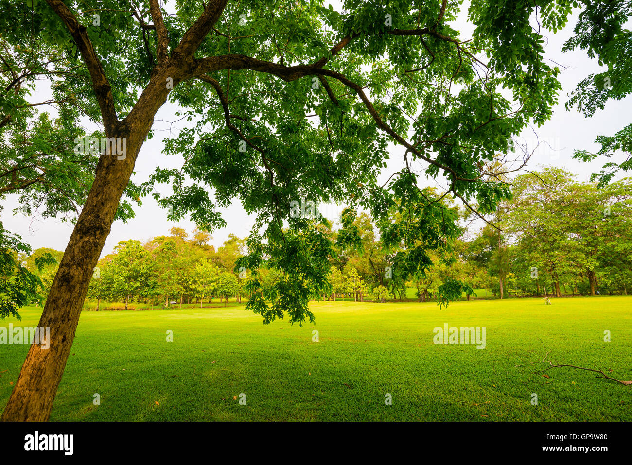 Trees in a park with green lawn, park under sunny light Stock Photo - Alamy