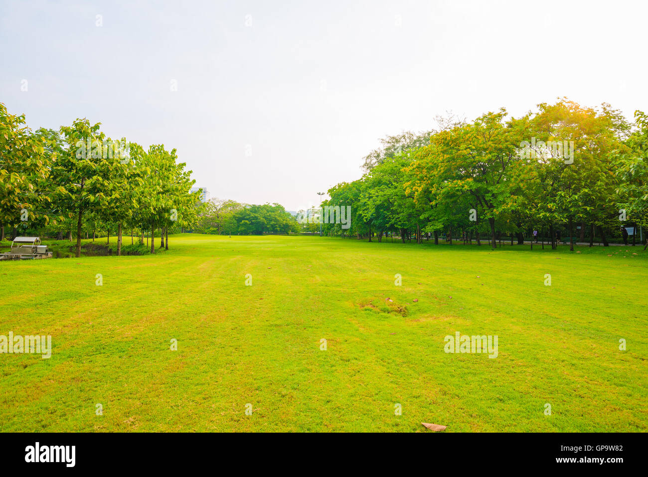 Trees in a park with green lawn, park under sunny light Stock Photo - Alamy