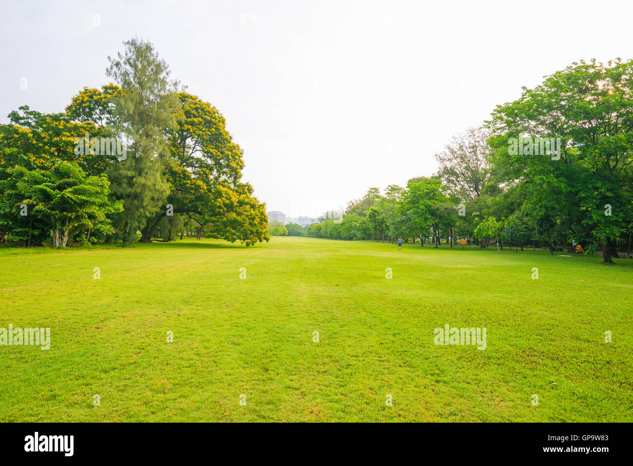 Trees in a park with green lawn, park under sunny light Stock Photo - Alamy