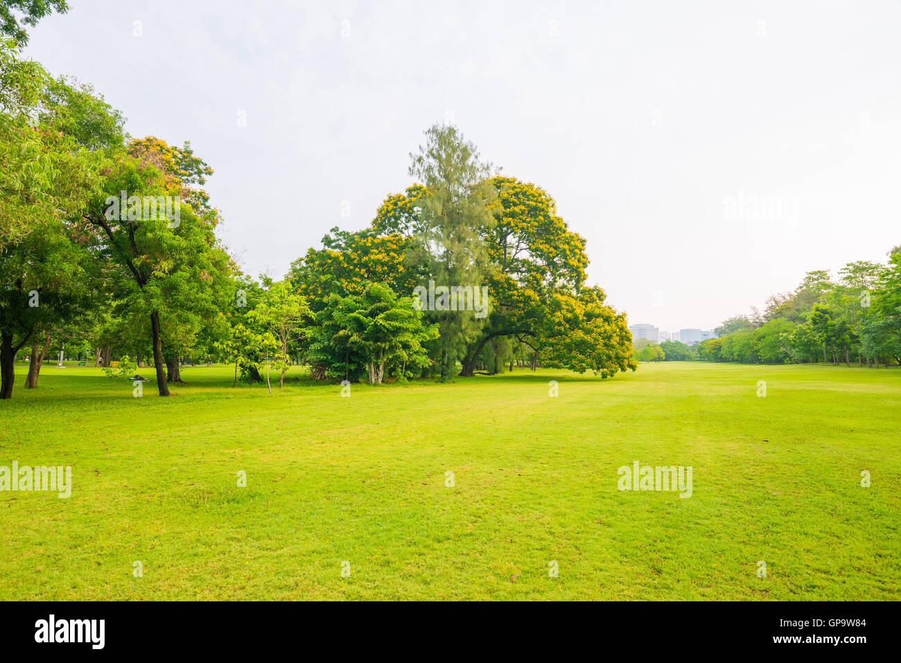 Trees in a park with green lawn, park under sunny light Stock Photo - Alamy