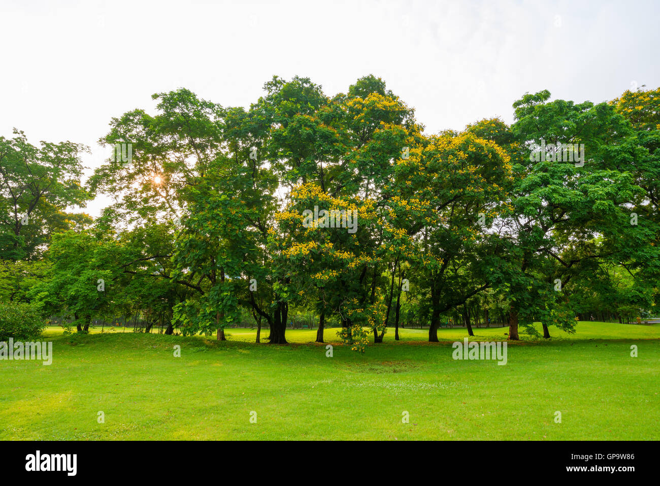 Trees in a park with green lawn, park under sunny light Stock Photo - Alamy