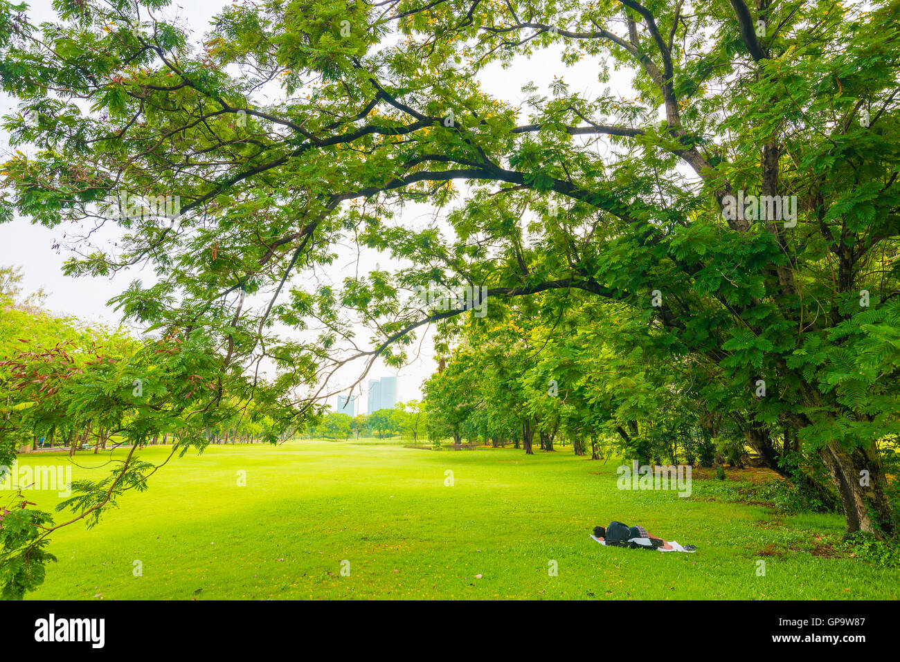 Trees in a park with green lawn, park under sunny light Stock Photo - Alamy