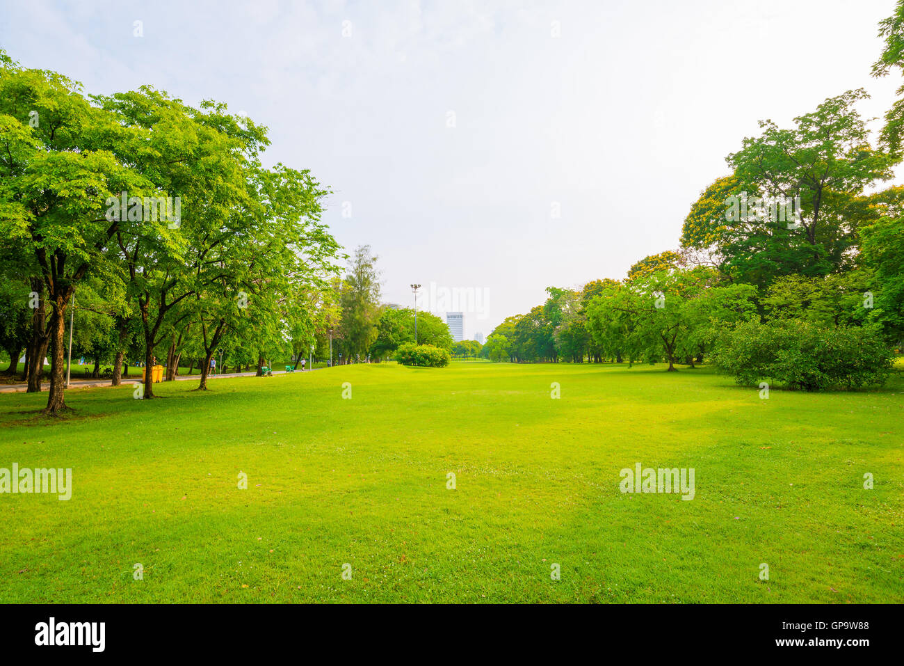 Trees in a park with green lawn, park under sunny light Stock Photo - Alamy