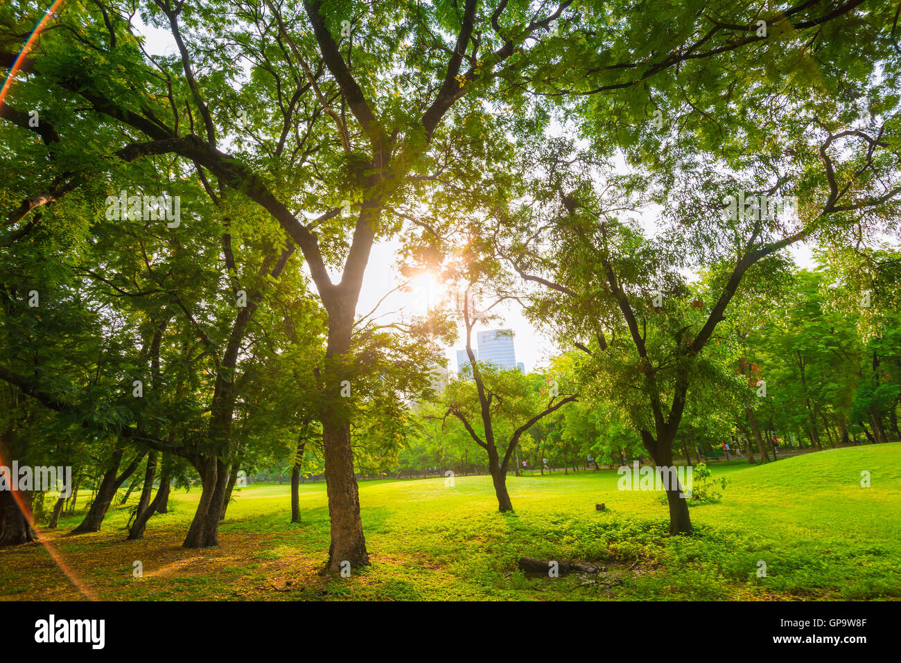 Trees in a park with green lawn, park under sunny light Stock Photo - Alamy