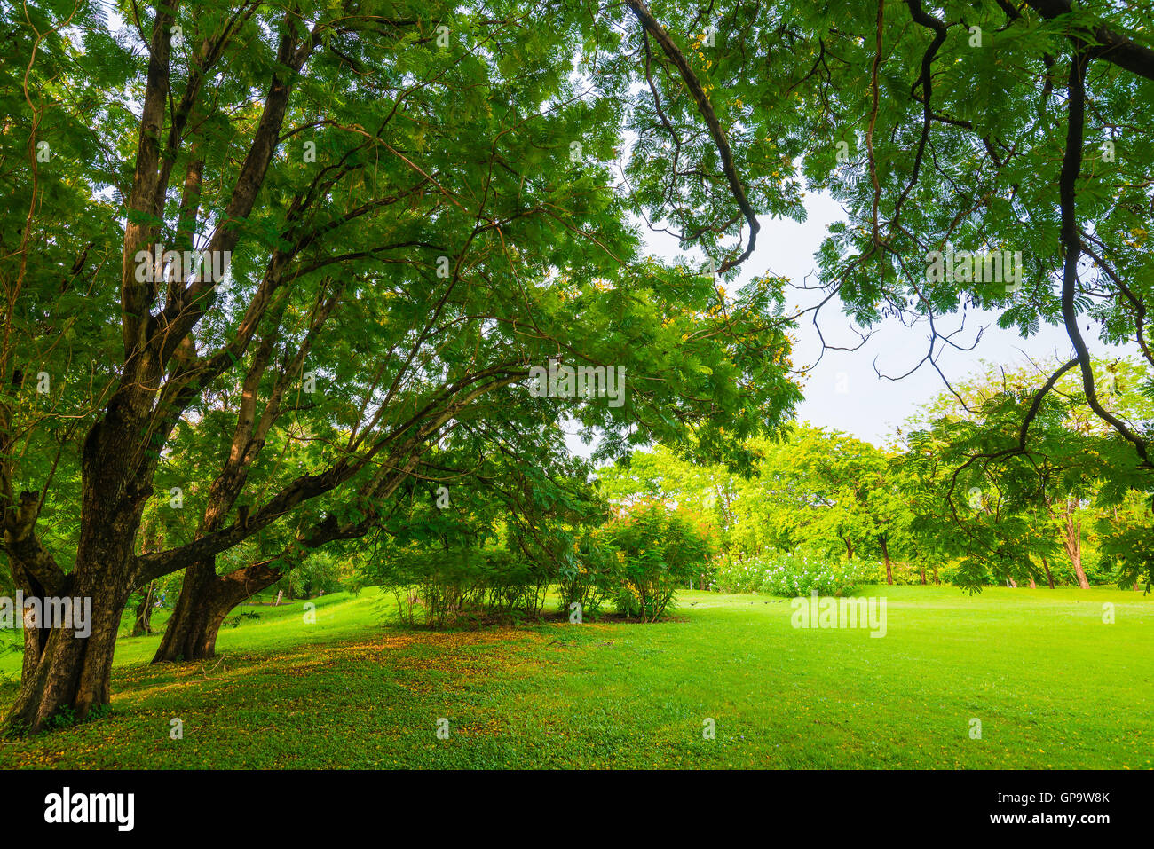 Trees in a park with green lawn, park under sunny light Stock Photo - Alamy