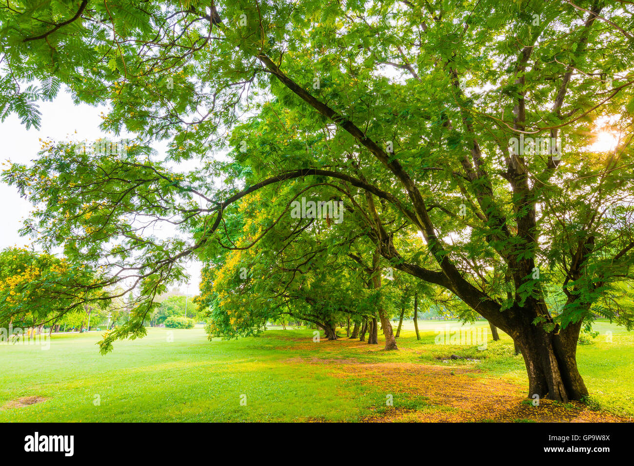 Trees in a park with green lawn, park under sunny light Stock Photo - Alamy