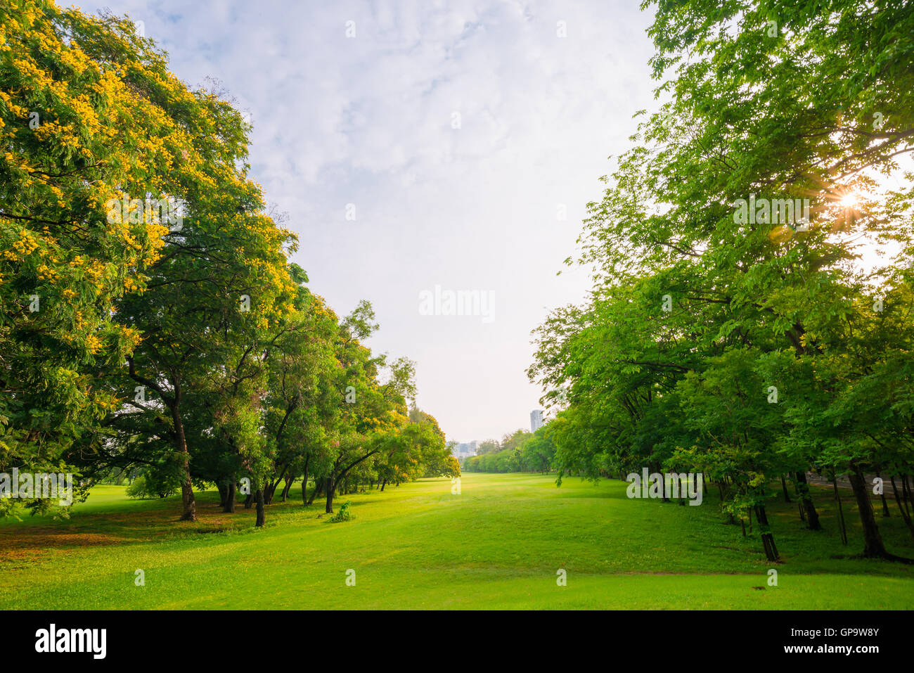 Trees in a park with green lawn, park under sunny light Stock Photo - Alamy
