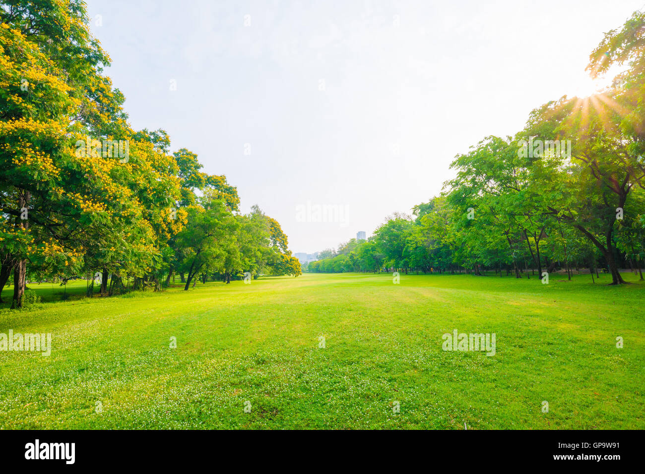 Trees in a park with green lawn, park under sunny light Stock Photo - Alamy