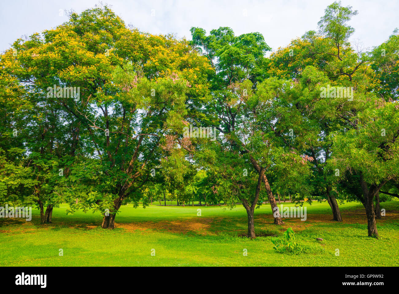 Trees in a park with green lawn, park under sunny light Stock Photo - Alamy