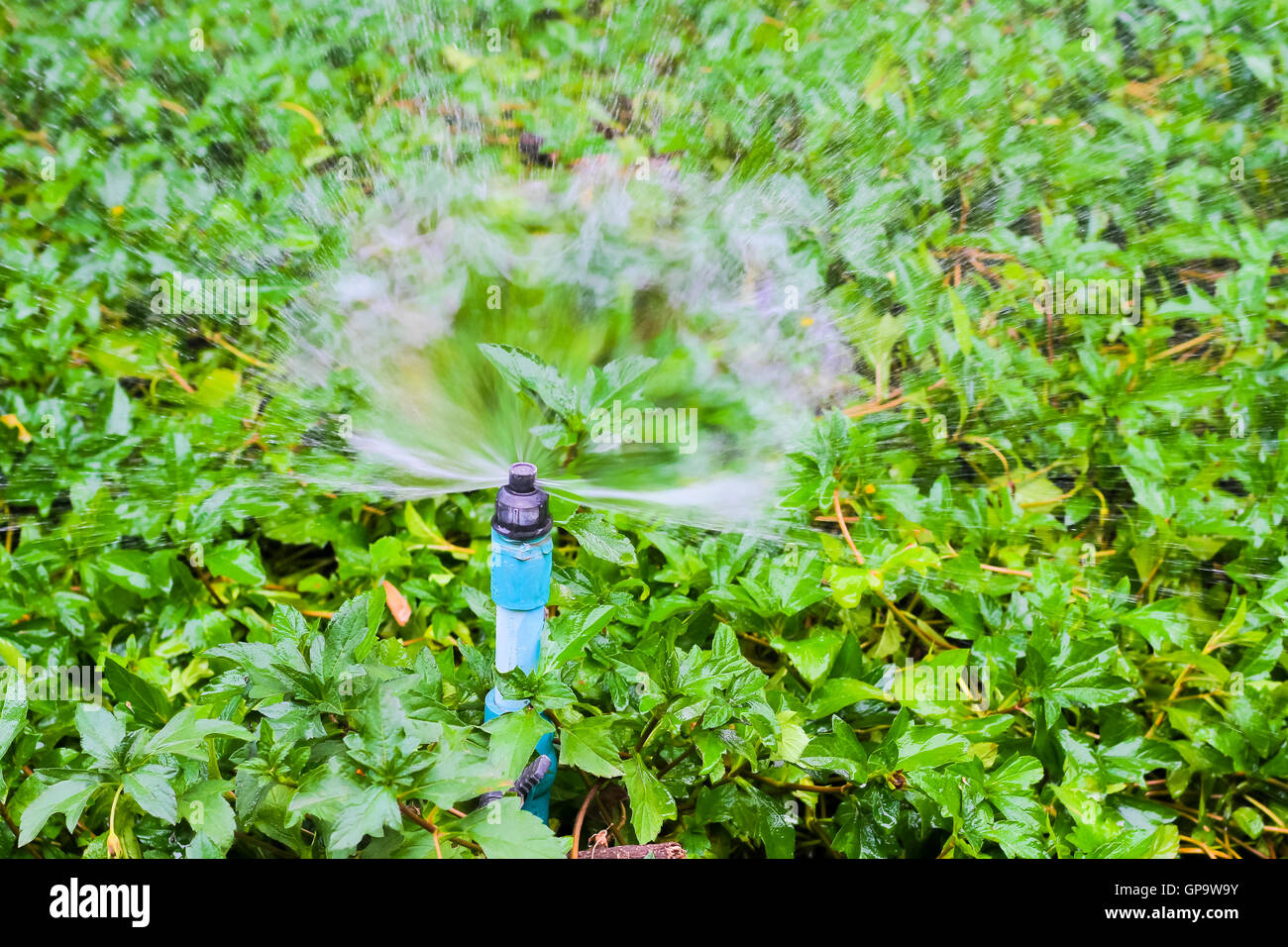 Sprinkler water abstract hi-res stock photography and images - Alamy