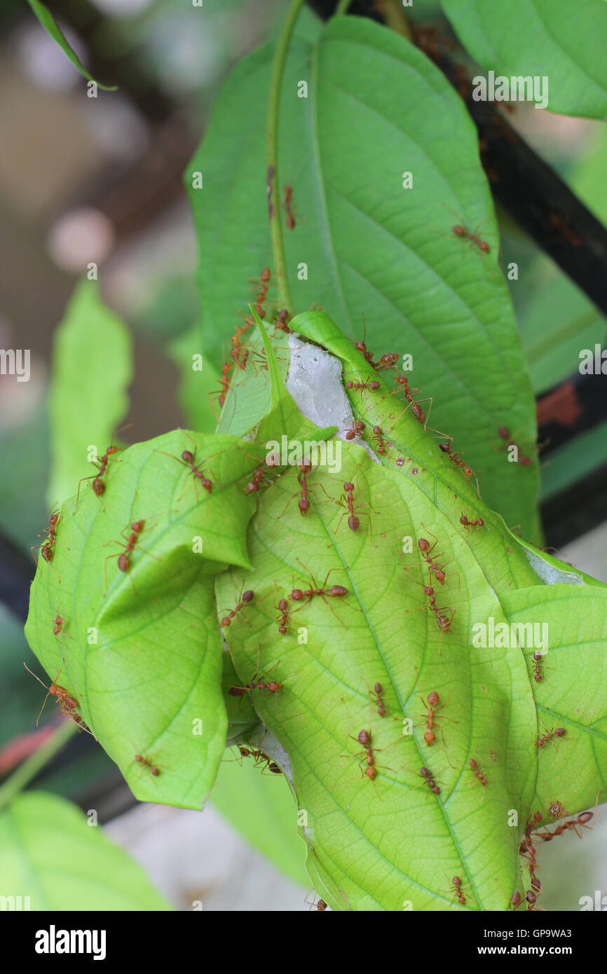 the ant life,Red Ants nesting on tree Stock Photo Alamy