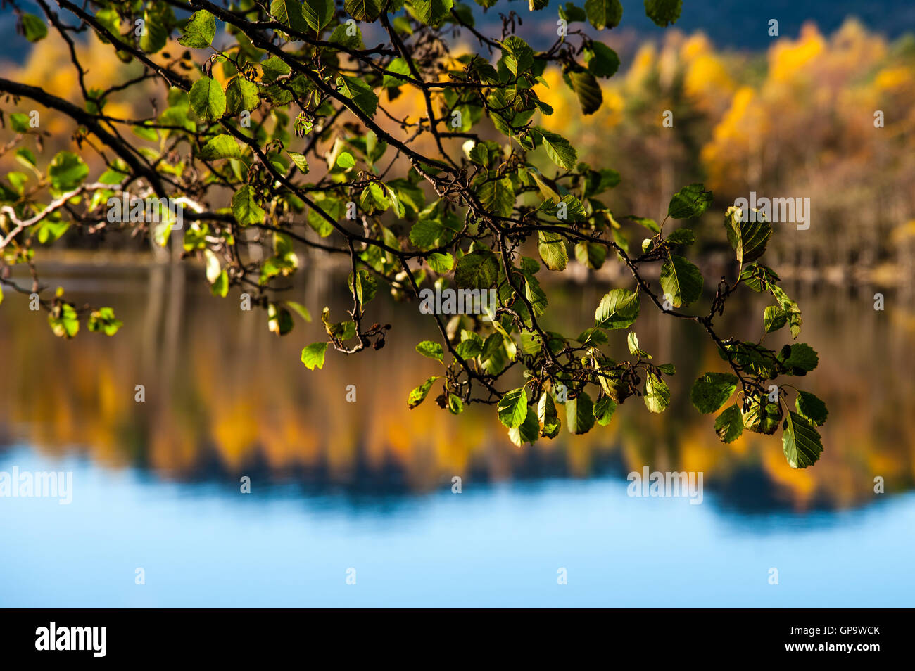 Imsvatnet, Sandnes, Norway. Colourful autumn colours, alder with still green leaves. Stock Photo