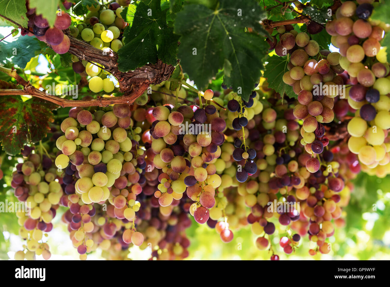 Grapes in Crete, Greece Stock Photo Alamy